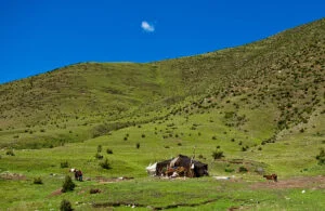 Tibet in Spring