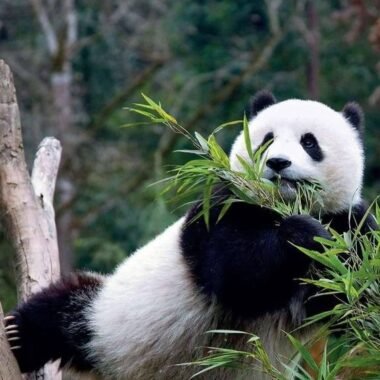 Panda hanging on a tree, Chengdu, China