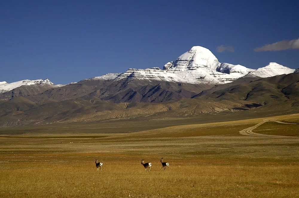 mount kailash and tibet antelopes