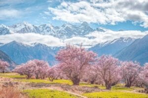 Blooming peach blossoms with snowy mountains in the background at Gala Peach Blossom Valley in Tibet.