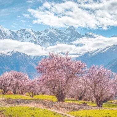 Blooming peach blossoms with snowy mountains in the background at Gala Peach Blossom Valley in Tibet.